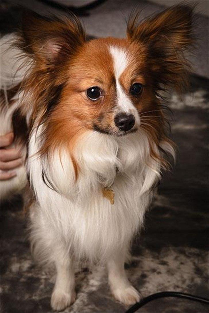 Papillon Aslan - AH Photography billede 13