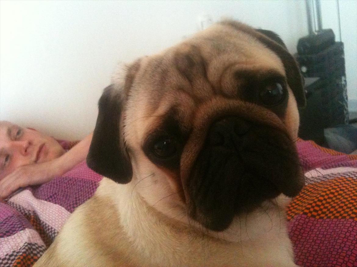 Mops Hugo billede 17