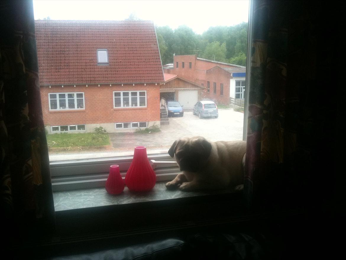Mops Hugo - Jeg ligger altså godt her.. billede 18