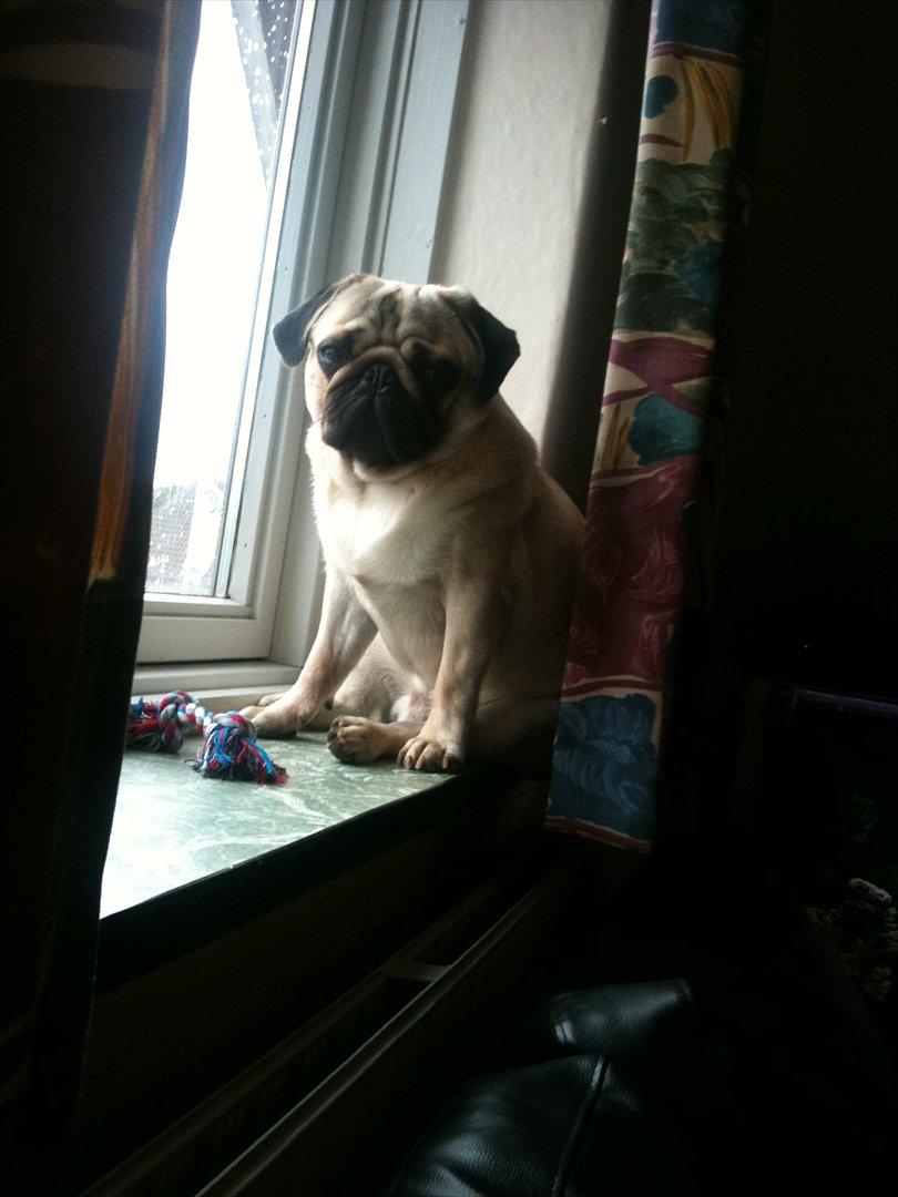 Mops Hugo billede 19