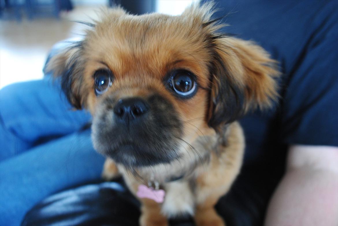 Blanding af racer Malou <3 - wee, mor har kameraet fremme igen :D billede 2