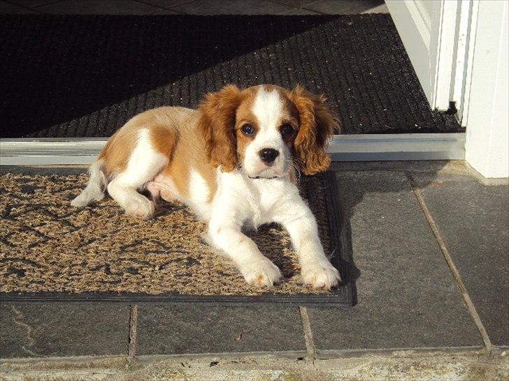 Cavalier king charles spaniel Alfred Kokhus billede 1