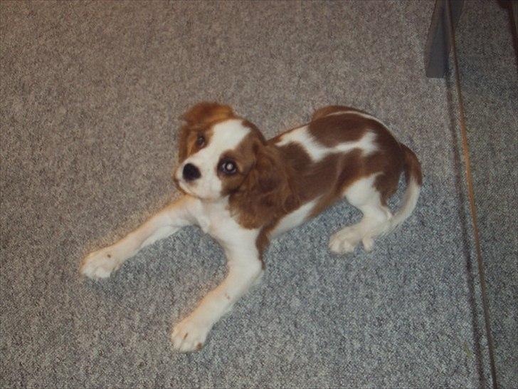 Cavalier king charles spaniel Alfred Kokhus billede 3