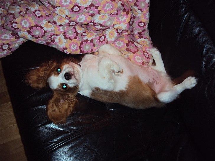 Cavalier king charles spaniel Alfred Kokhus billede 5