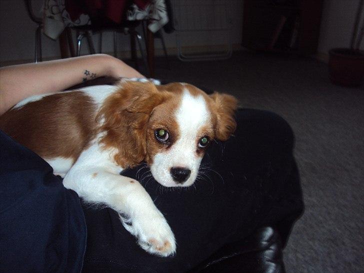 Cavalier king charles spaniel Alfred Kokhus billede 6