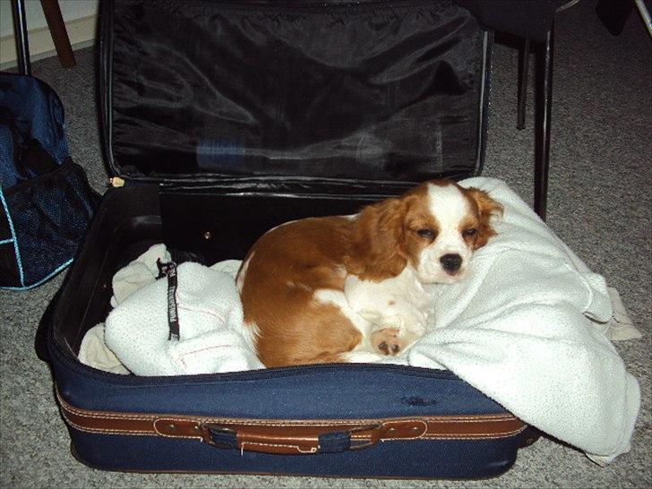 Cavalier king charles spaniel Alfred Kokhus billede 7