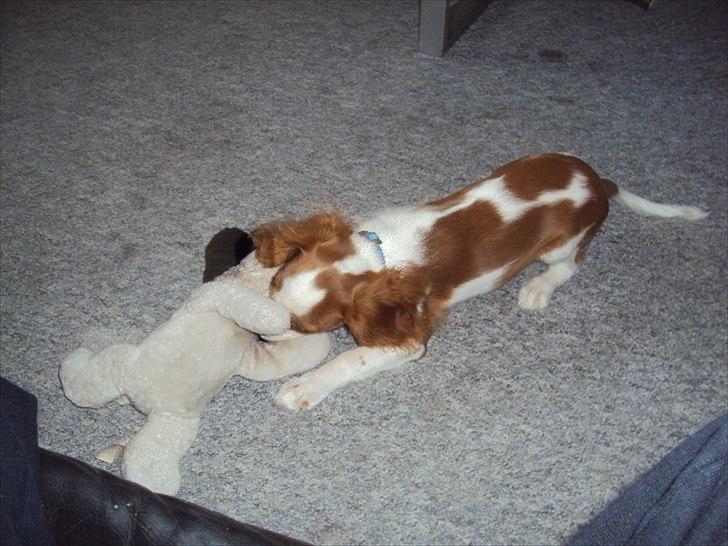 Cavalier king charles spaniel Alfred Kokhus billede 8