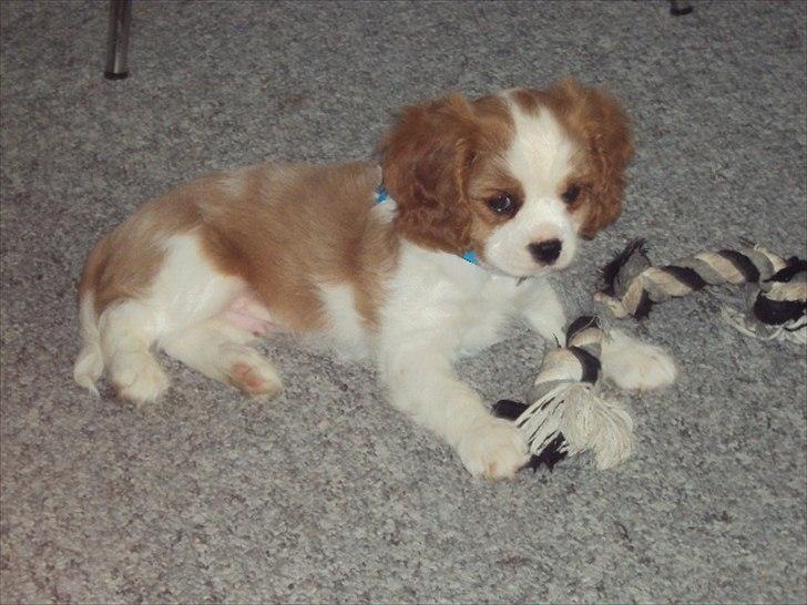 Cavalier king charles spaniel Alfred Kokhus billede 2
