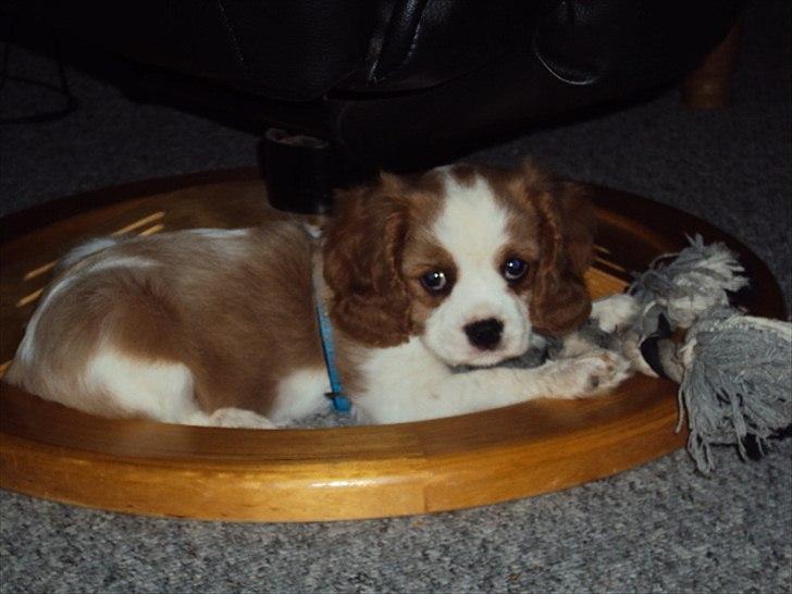 Cavalier king charles spaniel Alfred Kokhus billede 9