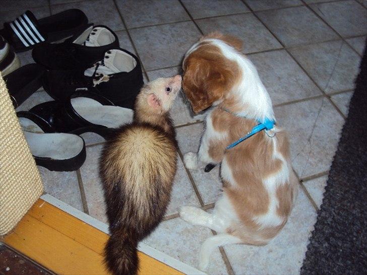 Cavalier king charles spaniel Alfred Kokhus billede 10