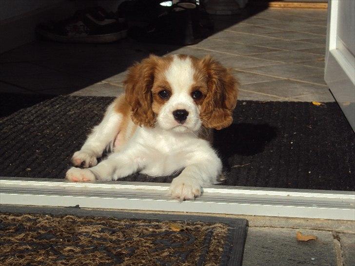Cavalier king charles spaniel Alfred Kokhus billede 11