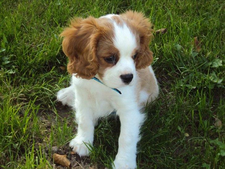 Cavalier king charles spaniel Alfred Kokhus billede 12