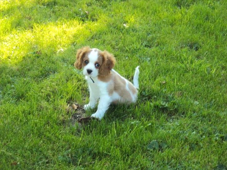 Cavalier king charles spaniel Alfred Kokhus billede 13