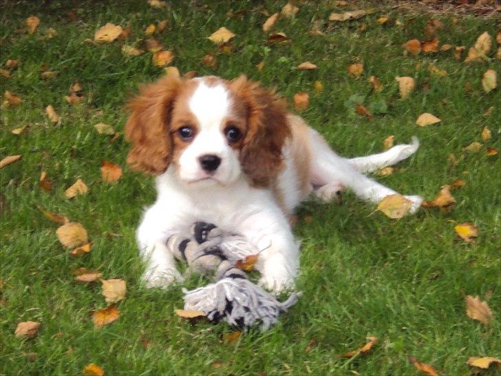 Cavalier king charles spaniel Alfred Kokhus billede 14