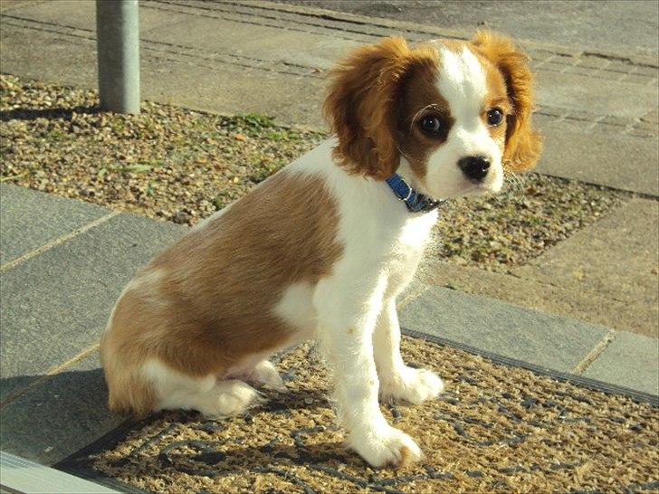 Cavalier king charles spaniel Alfred Kokhus billede 15