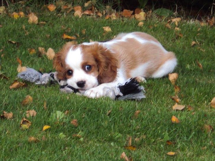 Cavalier king charles spaniel Alfred Kokhus billede 16