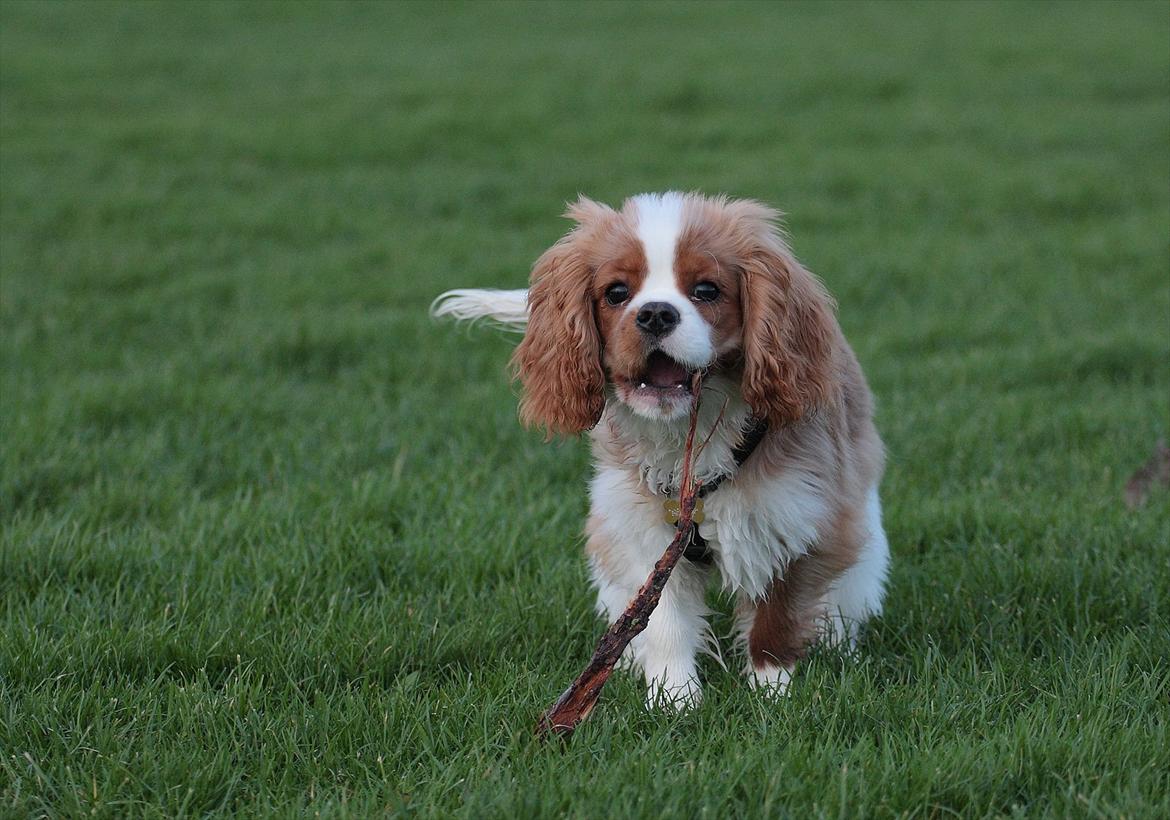 Cavalier king charles spaniel Bazil - Bazil 5½ måned billede 6