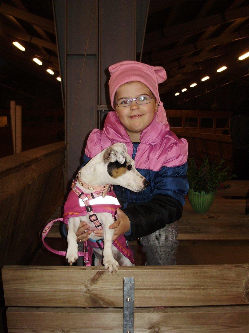 Jack russell terrier Viola - Man er vel en pige! billede 18