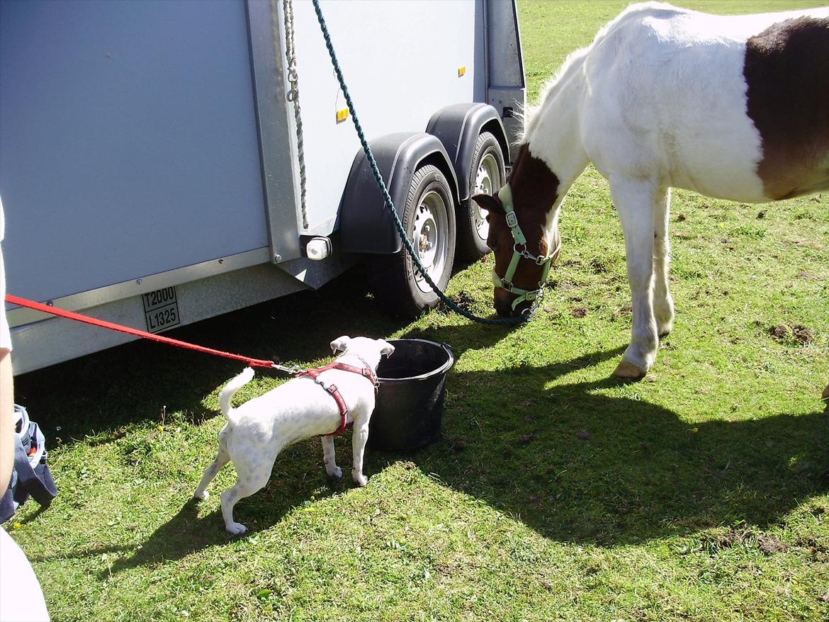 Jack russell terrier Viola - Viola elsker at komme med over det hele. Hun tager gerne med til stævne og deler en spand vand med ponyerne :) billede 19