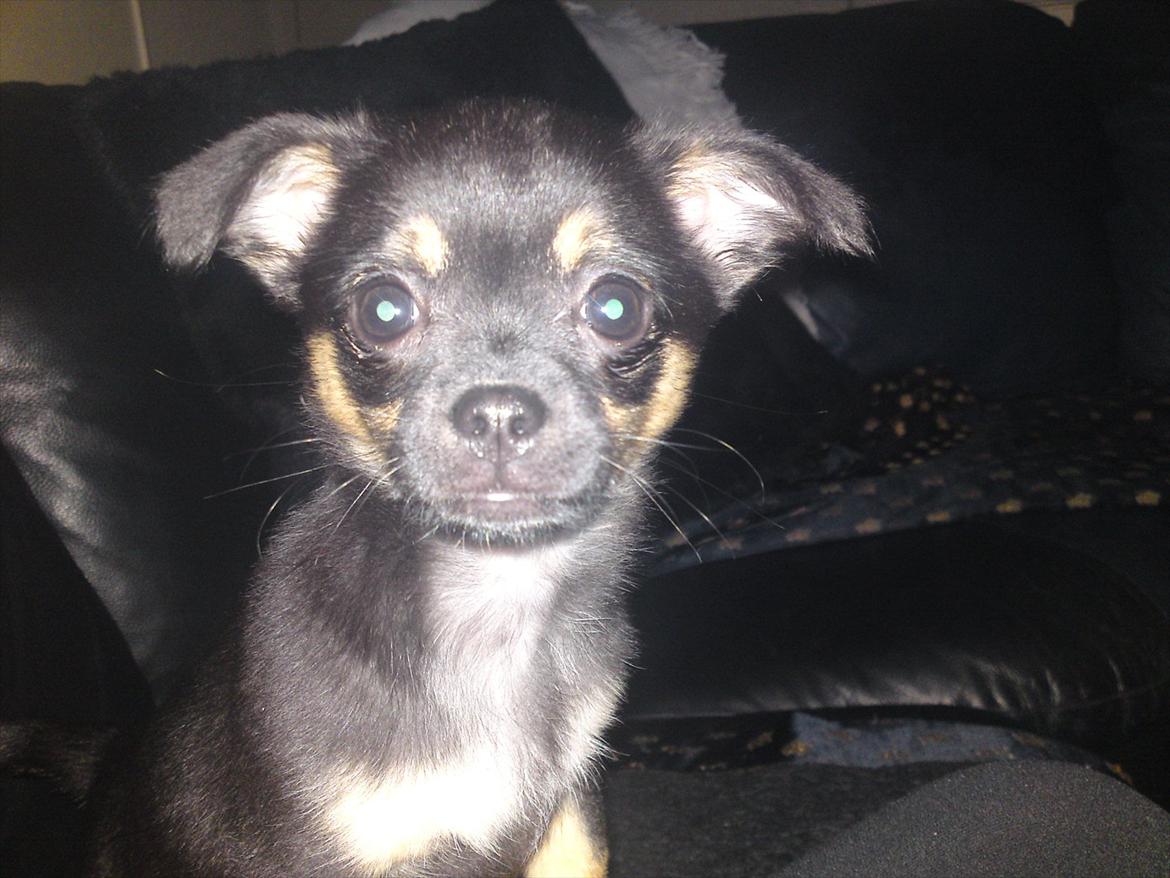 Blanding af racer Gabi billede 1