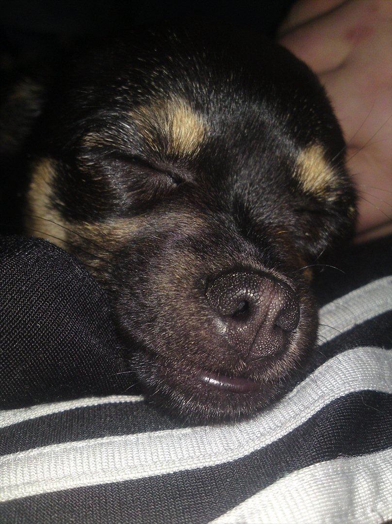 Blanding af racer Gabi billede 2