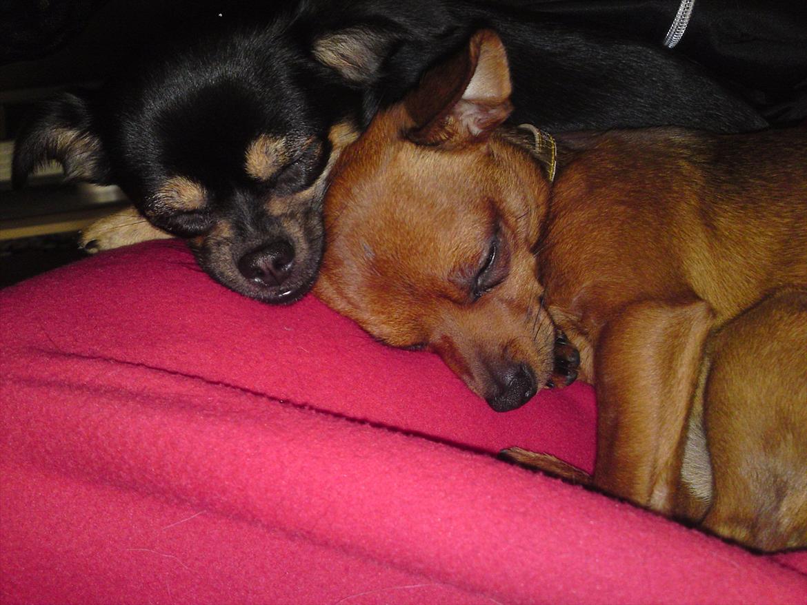 Blanding af racer Gabi billede 3