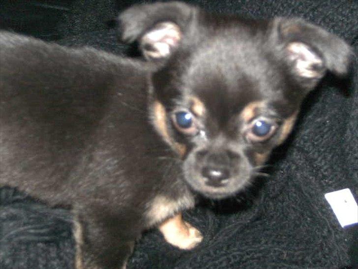 Blanding af racer Gabi billede 4