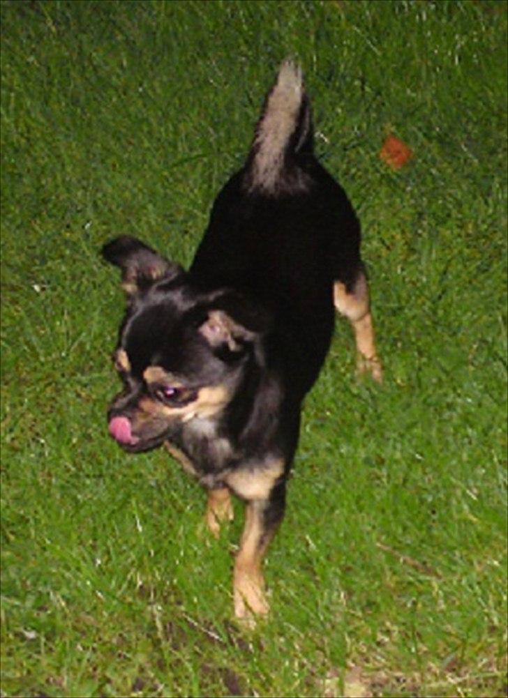 Blanding af racer Gabi billede 5