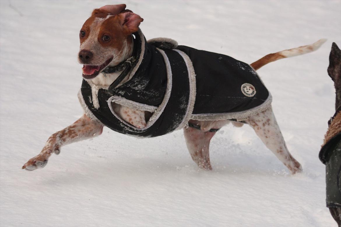 Blanding af racer Tazman - Desember 2011 billede 16