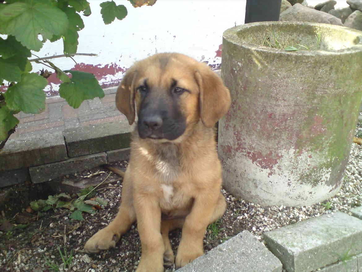 Broholmer bruno billede 12