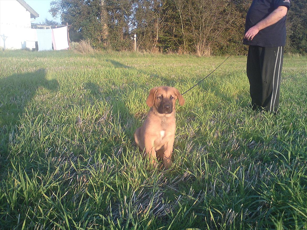 Broholmer bruno billede 8