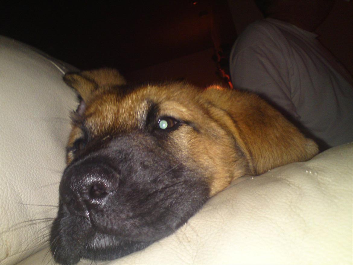 Broholmer bruno billede 11