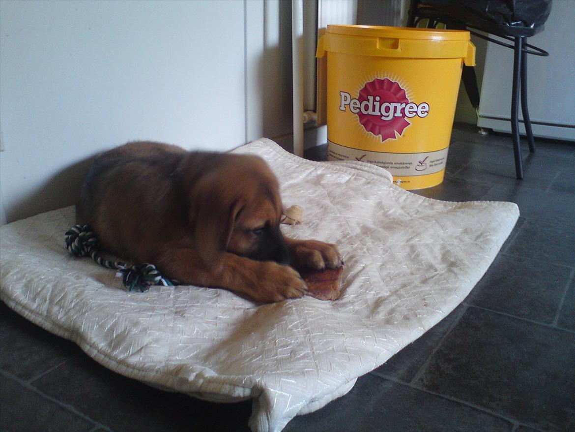 Broholmer bruno billede 9