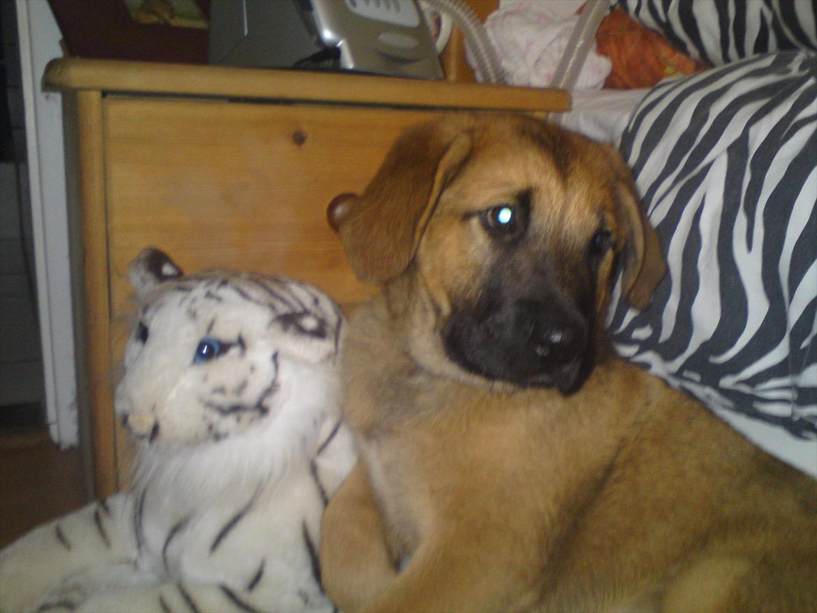 Broholmer bruno billede 6