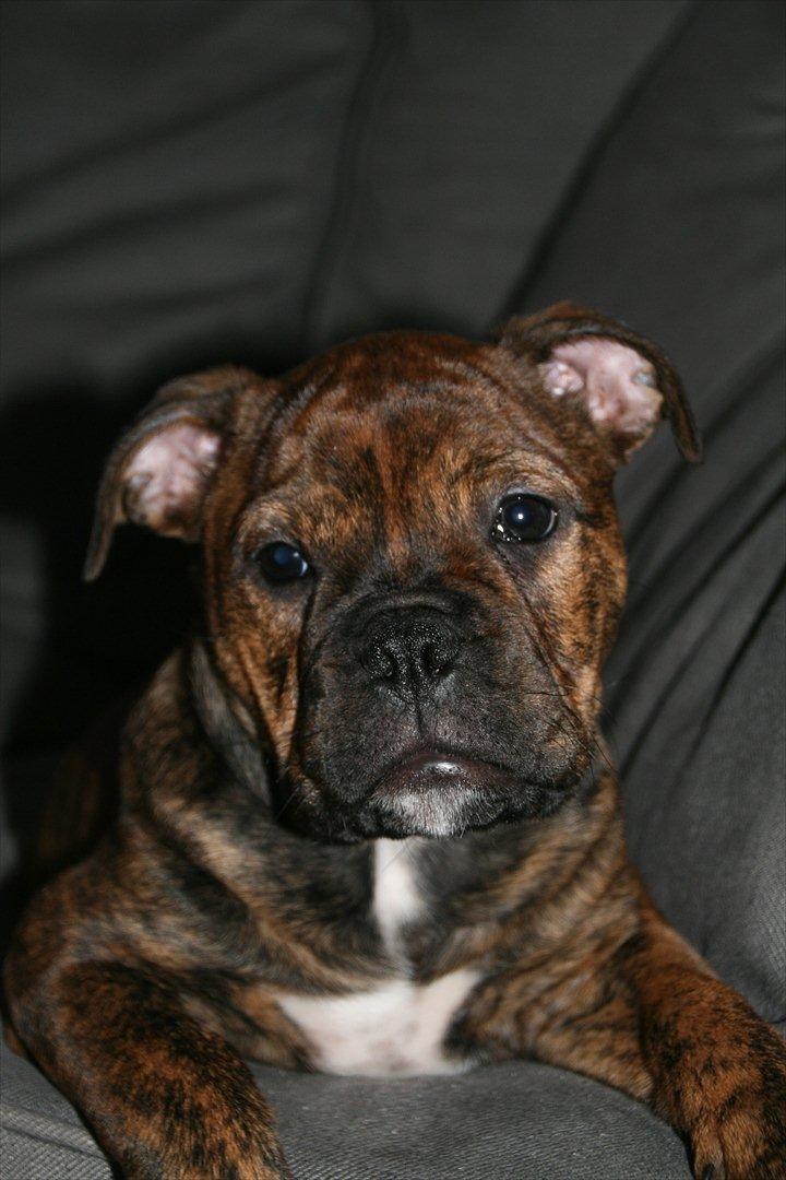 Olde english bulldogge Bergløv's Lulu (Faith) billede 5
