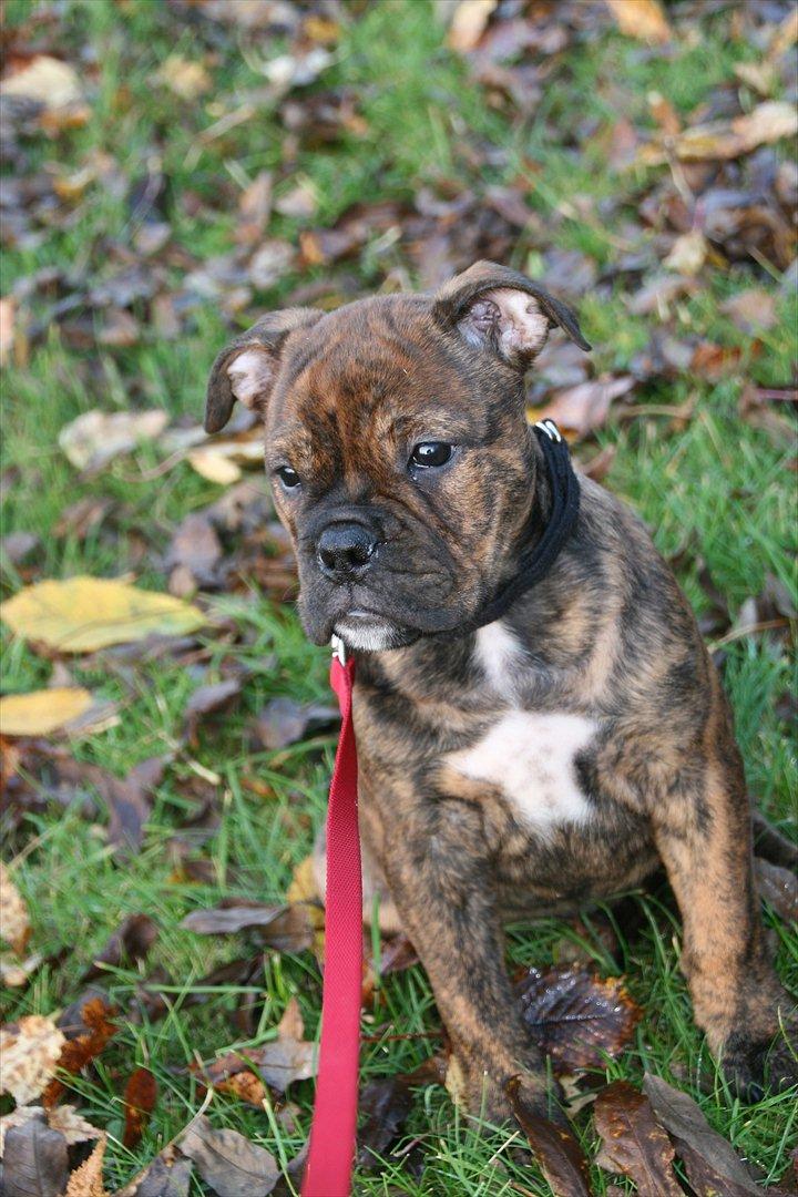 Olde english bulldogge Bergløv's Lulu (Faith) billede 6