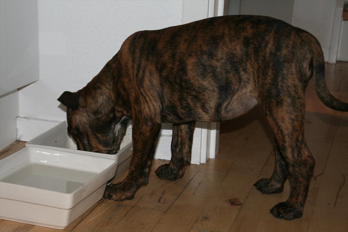 Olde english bulldogge Bergløv's Lulu (Faith) billede 8