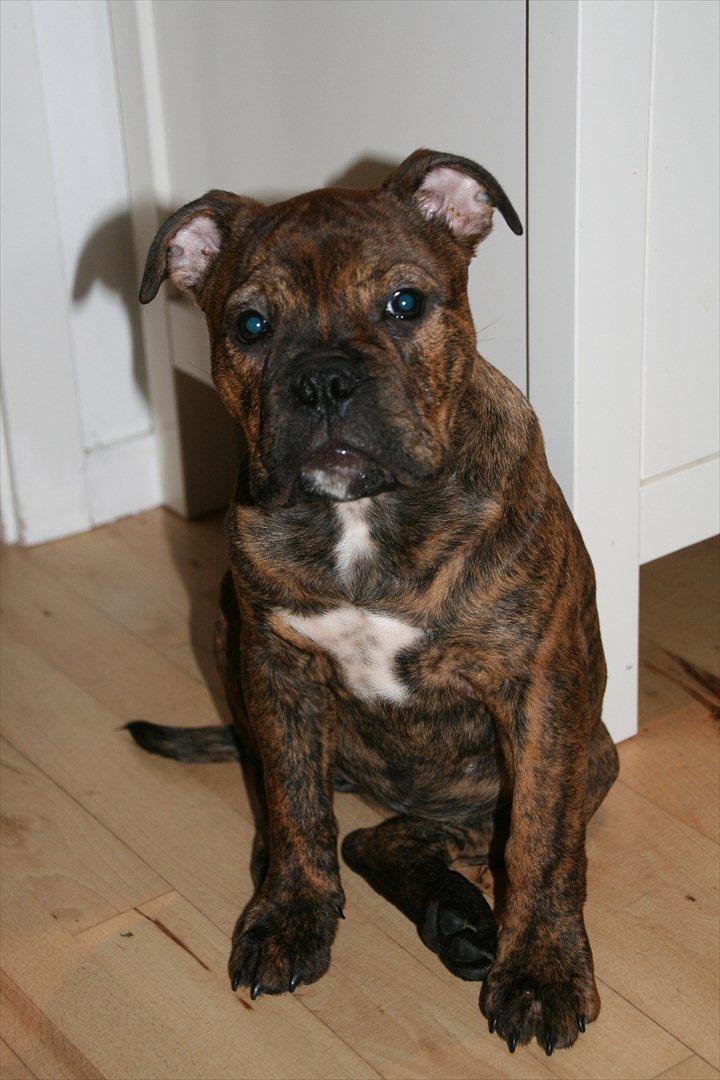 Olde english bulldogge Bergløv's Lulu (Faith) billede 9