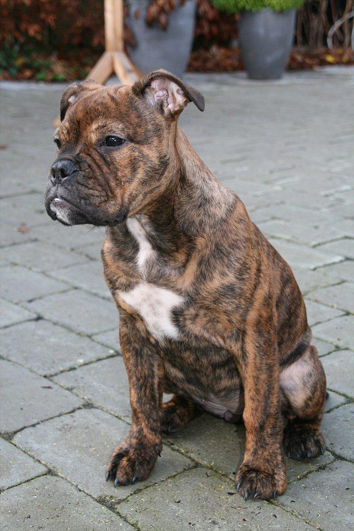 Olde english bulldogge Bergløv's Lulu (Faith) billede 10