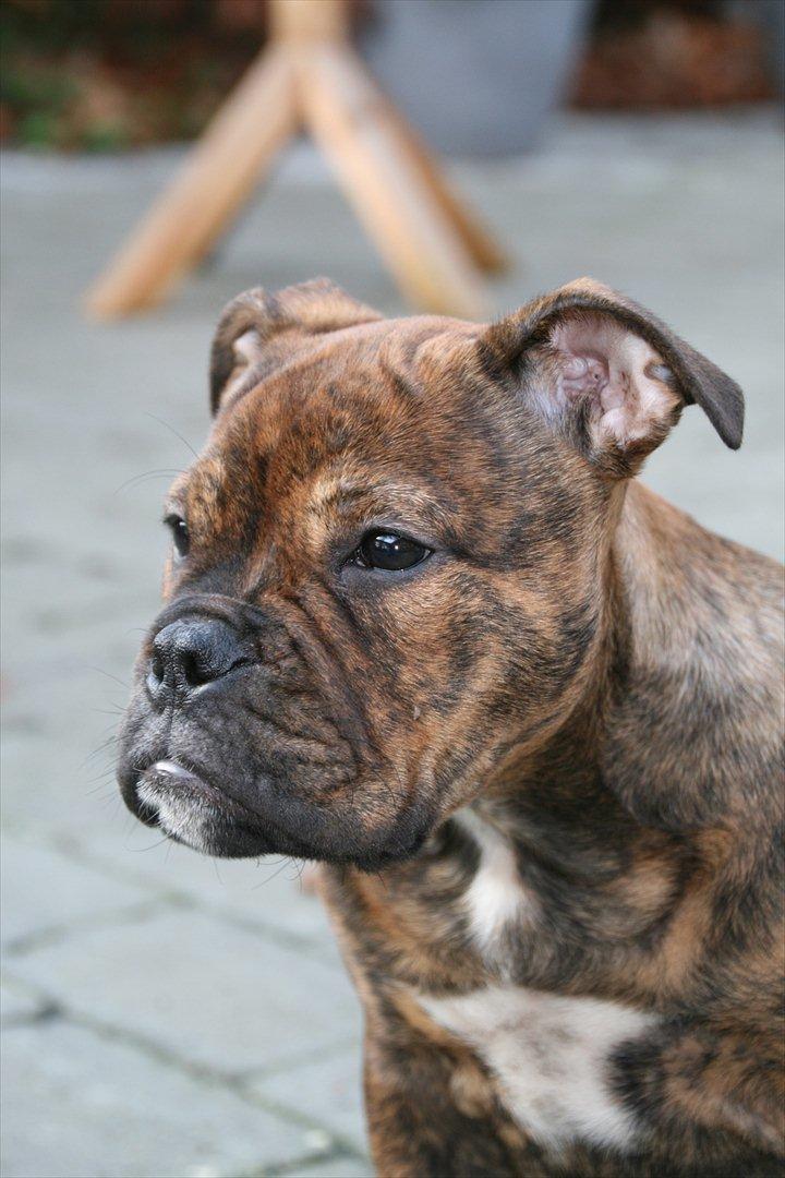Olde english bulldogge Bergløv's Lulu (Faith) billede 11