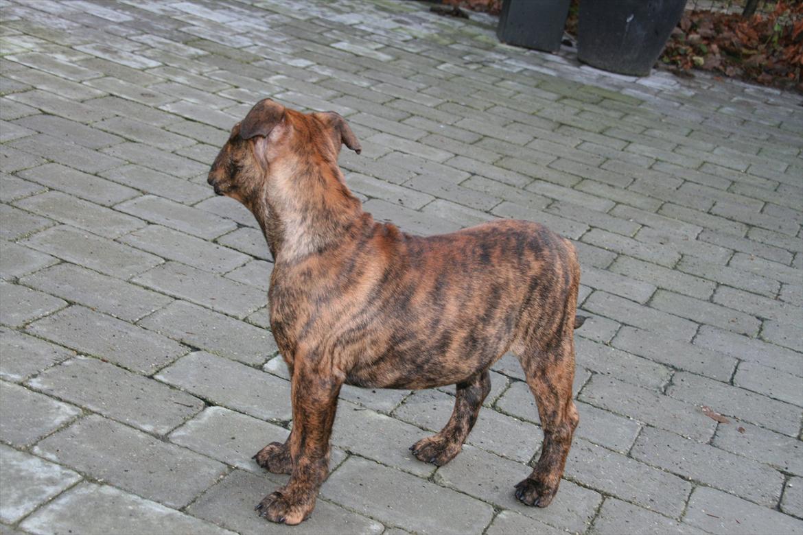 Olde english bulldogge Bergløv's Lulu (Faith) billede 12