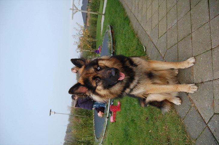 Blanding af racer Diesel billede 11