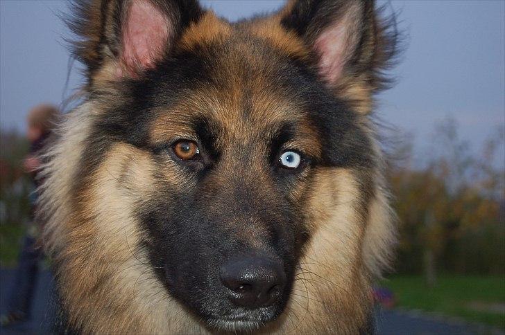 Blanding af racer Diesel billede 12