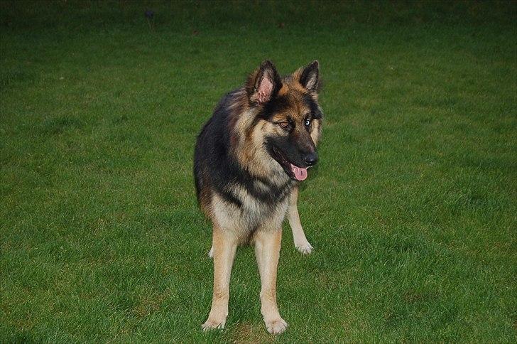 Blanding af racer Diesel billede 13