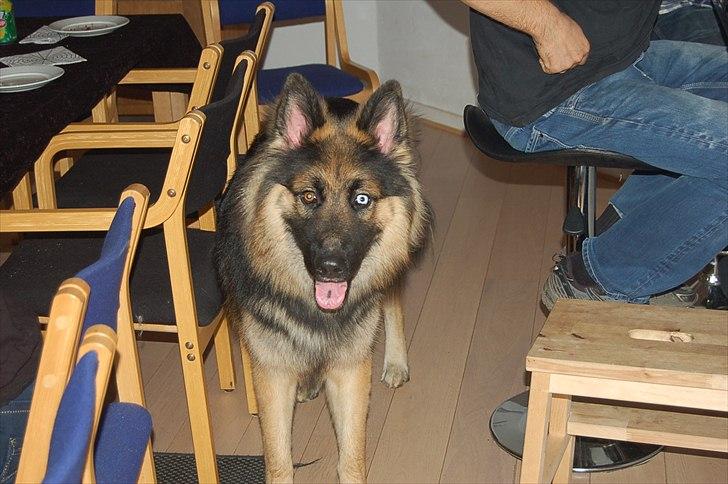 Blanding af racer Diesel billede 14