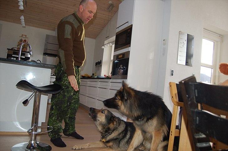 Blanding af racer Diesel billede 15