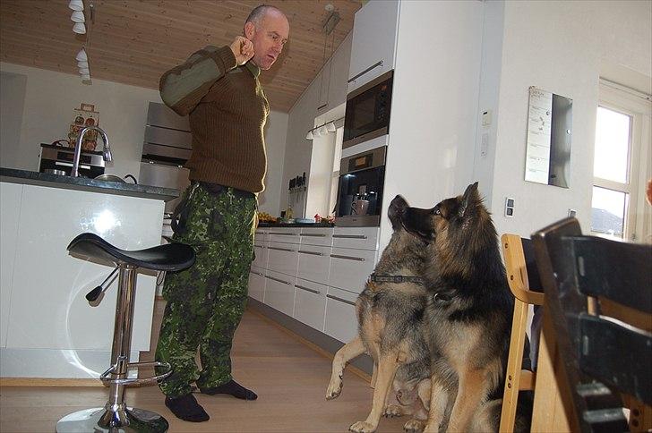 Blanding af racer Diesel billede 16