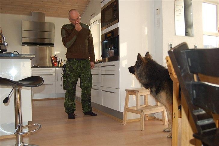 Blanding af racer Diesel billede 17