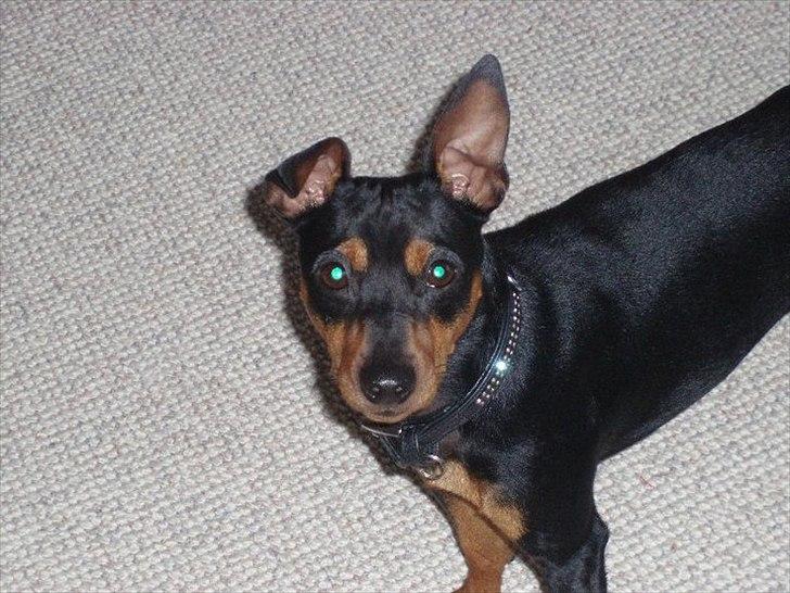 Dvaergpinscher Tyson - Tyson næsten lige da vi har fået ham. :) billede 18