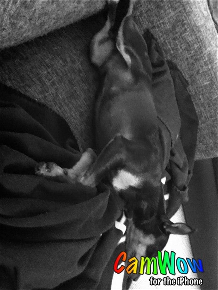 Dvaergpinscher Tyson - Tyson ligger og putter i sofaen. billede 17